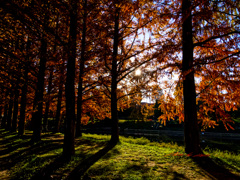 メタセコイアの紅葉