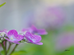 思い出のあじさい-13