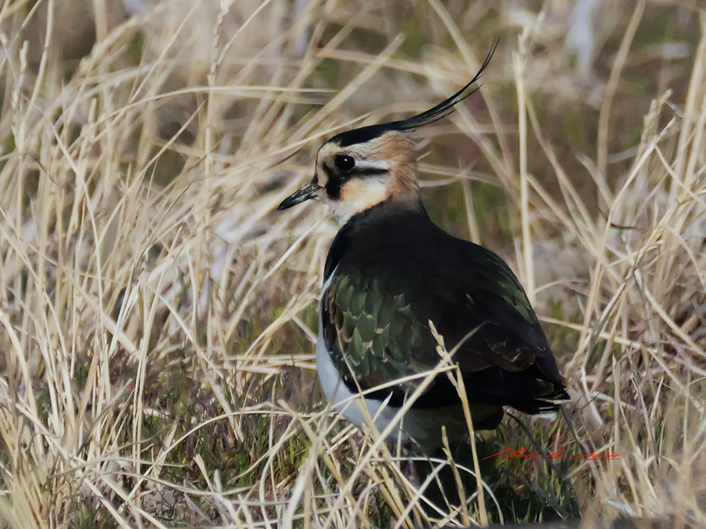 しっかり姿を捉える