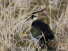 しっかり姿を捉える