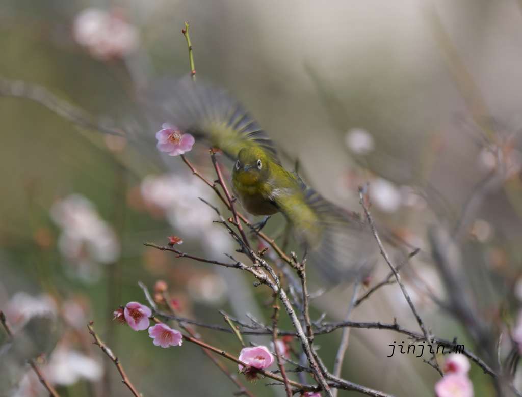 梅の花がほとんど散ってしまったころ-2