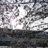 モノレールと桜