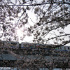 モノレールと桜