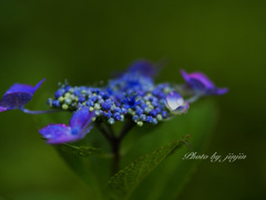 暗い背景に紫陽花が映える-2