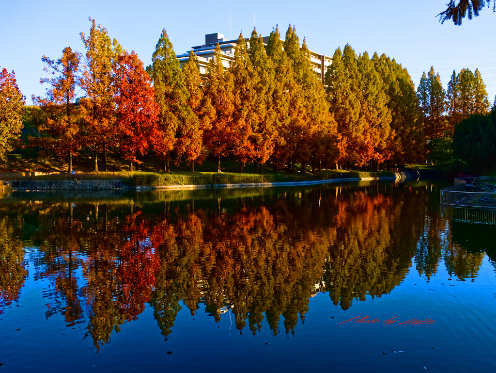 池に映る紅葉したメタセコイア-2