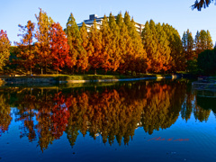 池に映る紅葉したメタセコイア-2