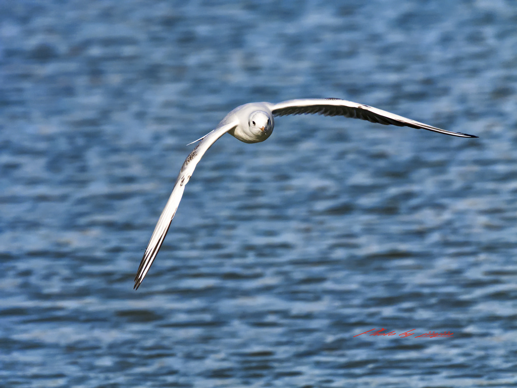 飛び回るユリカモメ-1