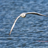 飛び回るユリカモメ-1