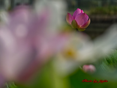 蓮の花-4