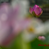 蓮の花-4