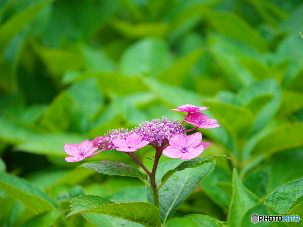 紫陽花