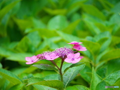 紫陽花