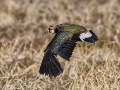 この姿がとても綺麗