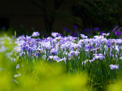 黄色の花菖蒲を前ボケに