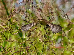 もっと しっかり羽ばたいて！