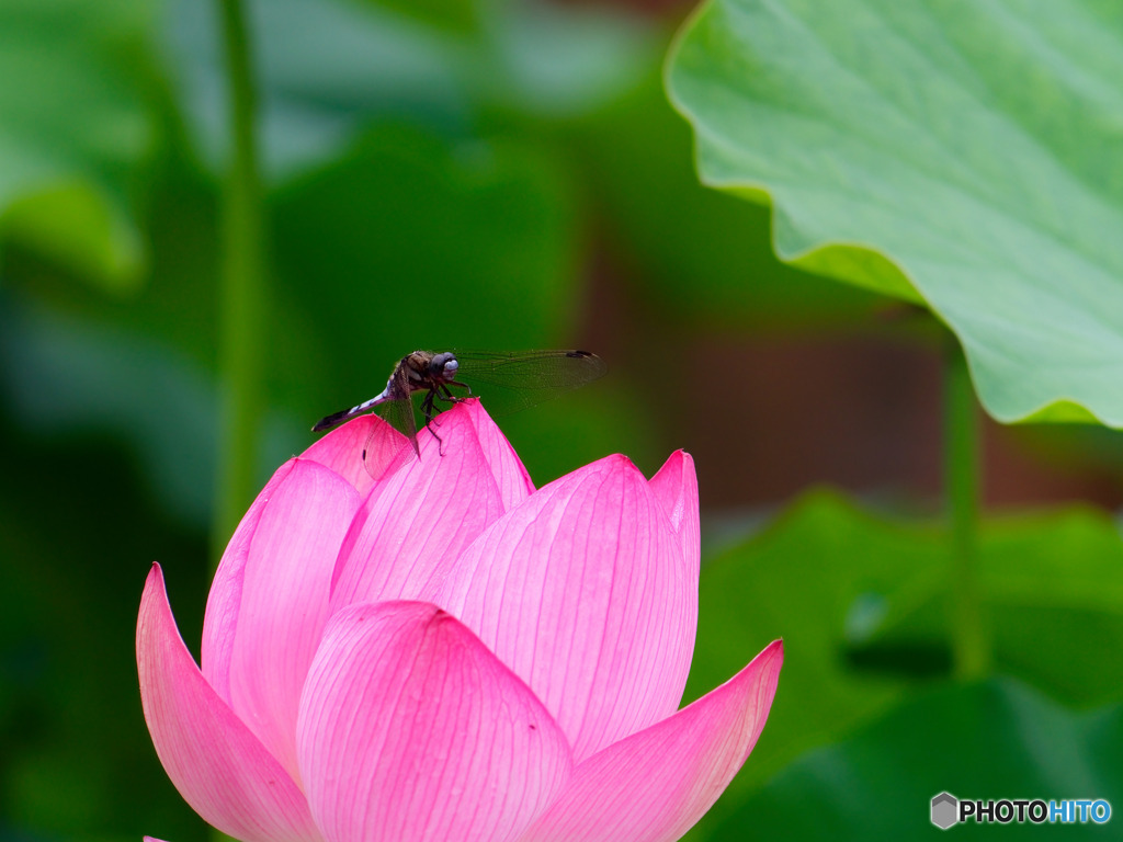 ハスの花とトンボ