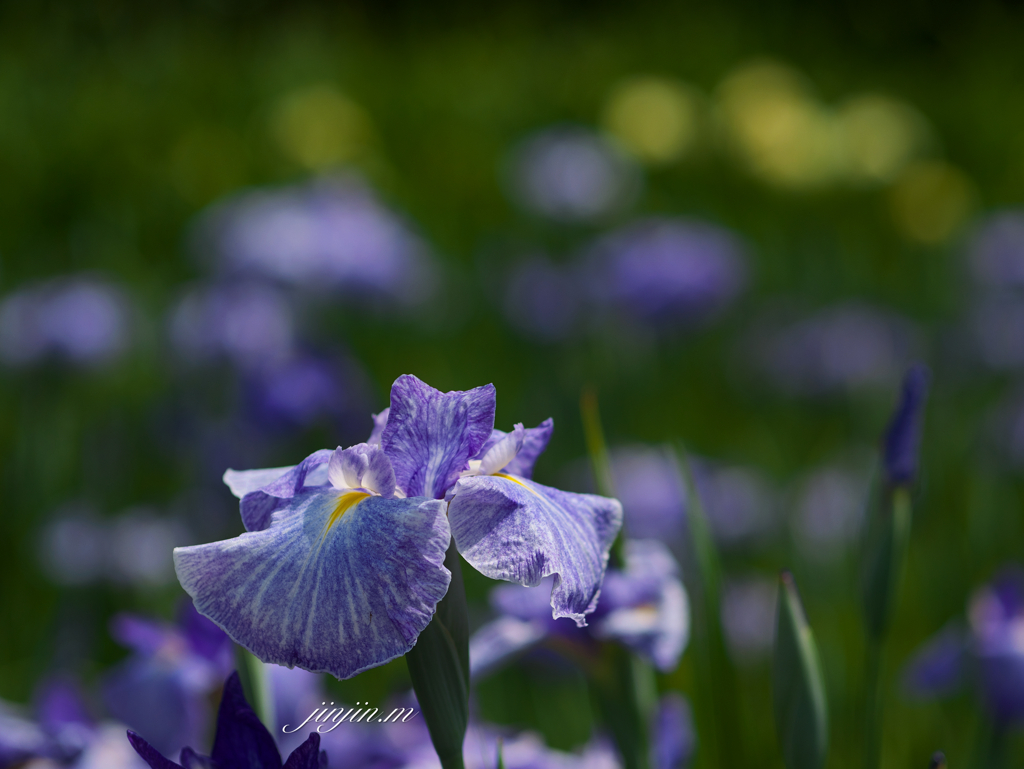 花菖蒲