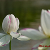 蓮の花-5