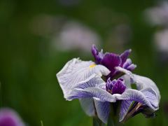 美しかったころの花菖蒲-5