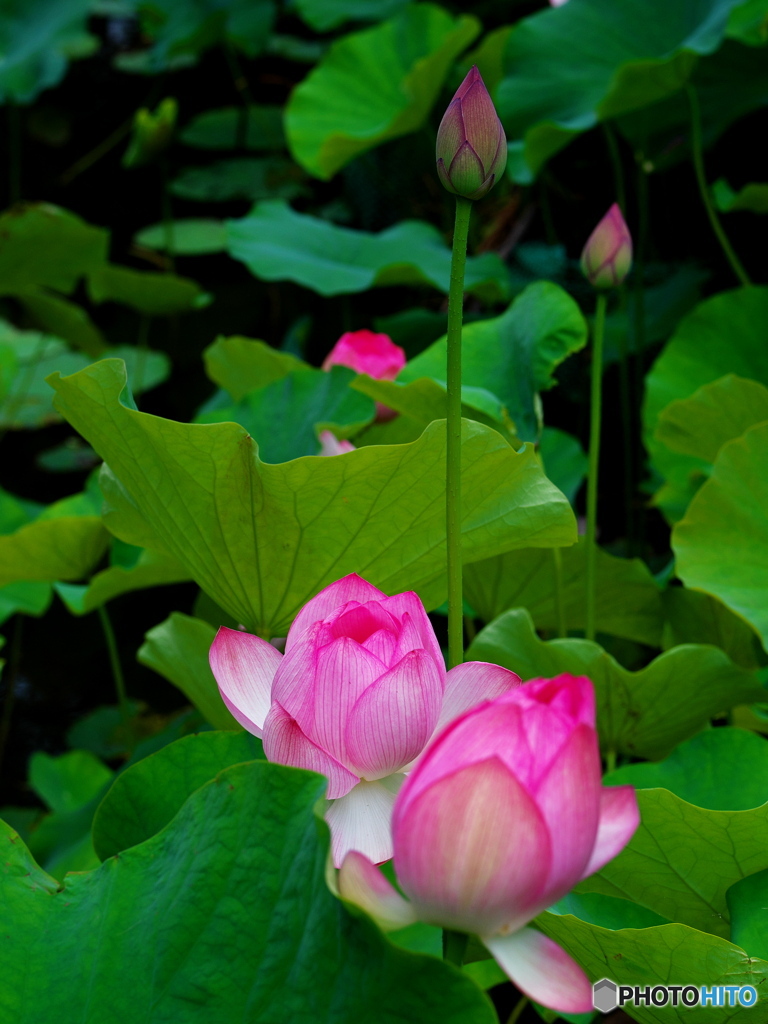ハスの花