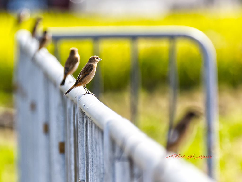 6羽ともノビタキ