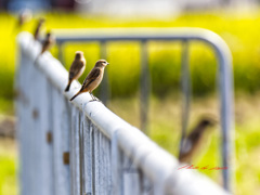 6羽ともノビタキ