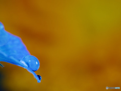 青い水滴