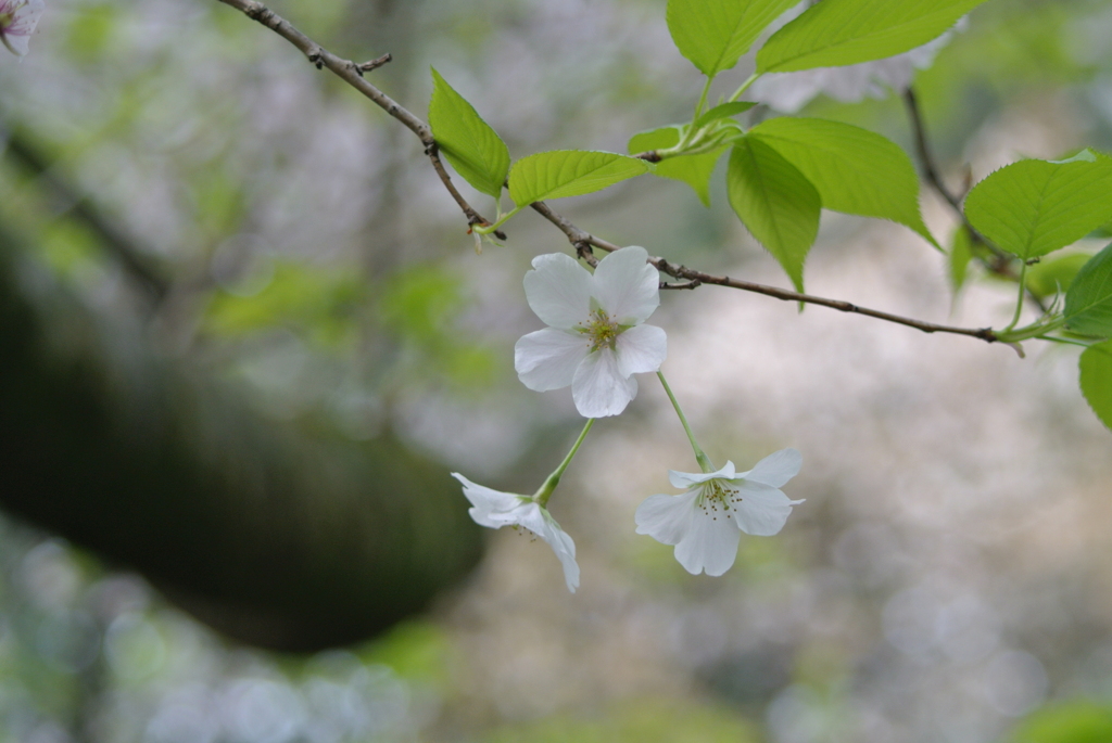 桜