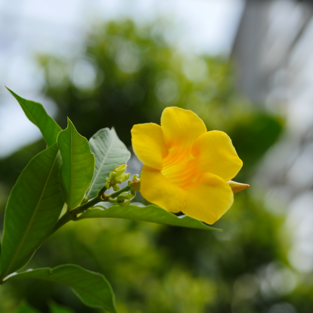 ヒメアリアケカズラ