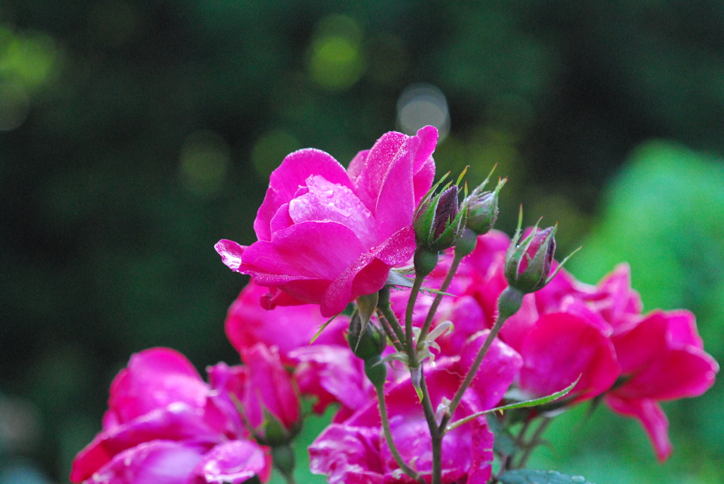 薔薇