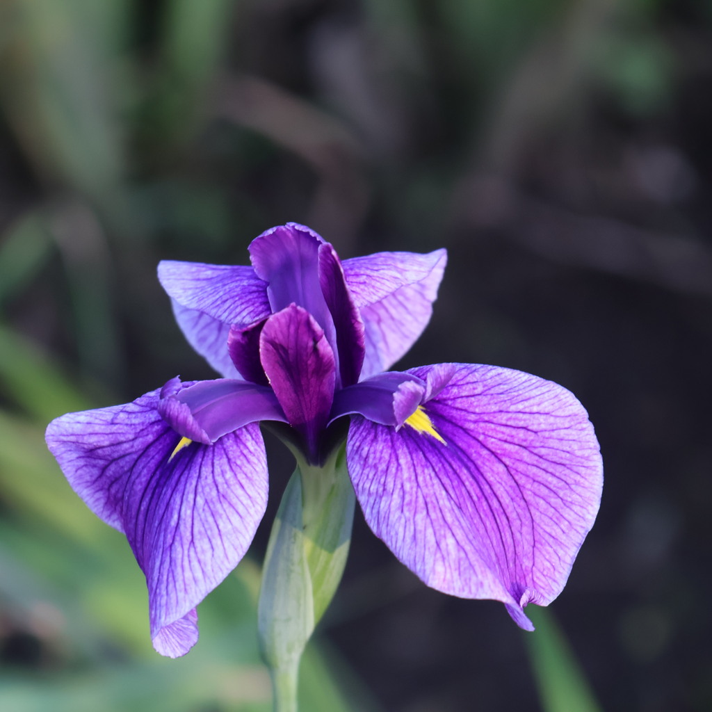菖蒲