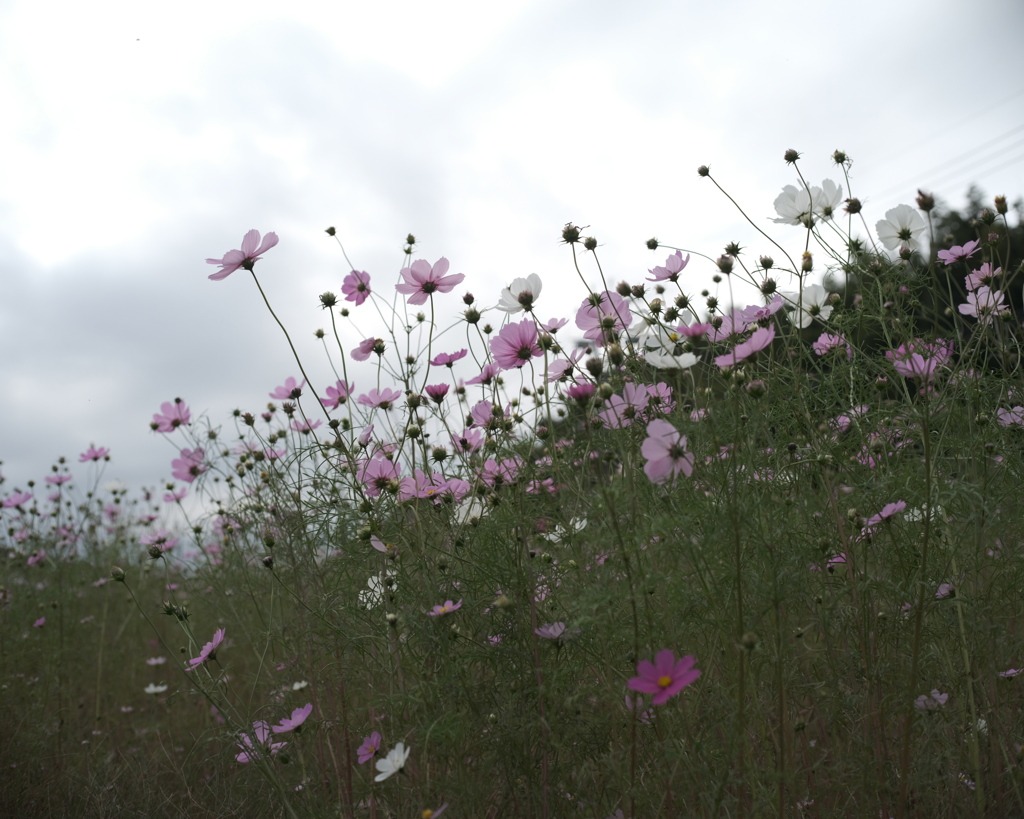 コスモス畑
