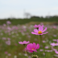 コスモス畑