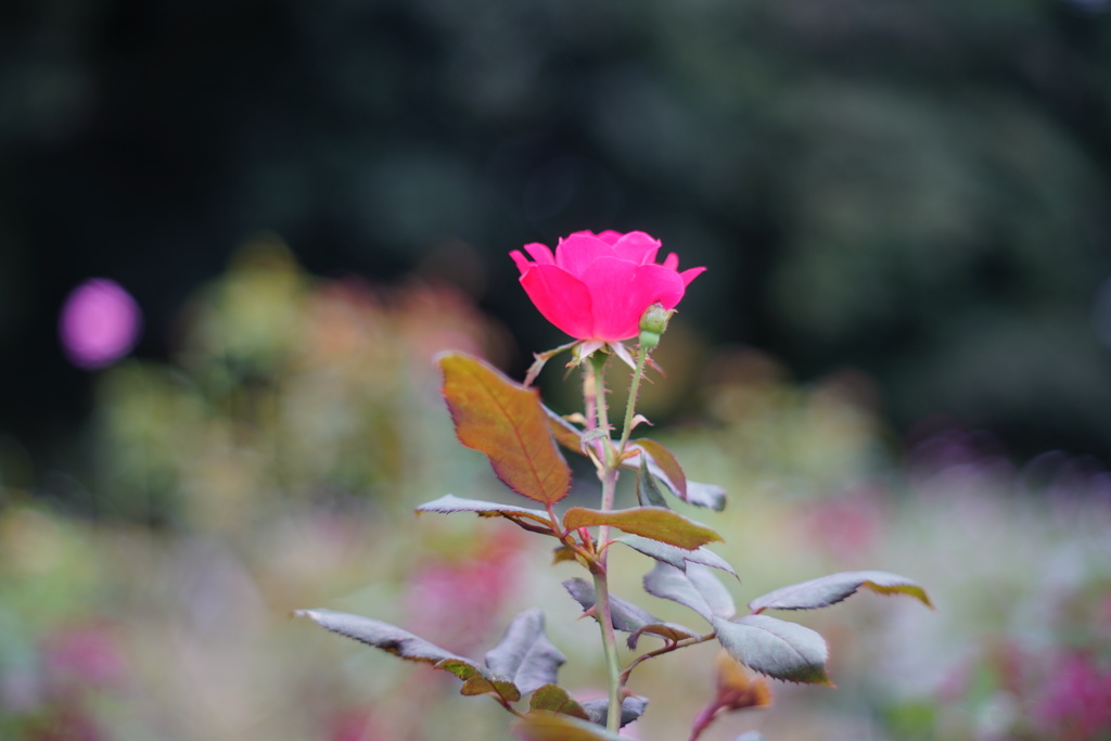 薔薇