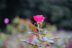 薔薇