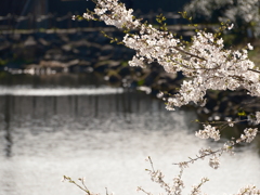 泉の森