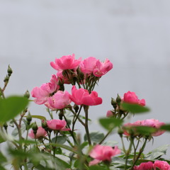 ふれあいの森