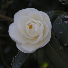 聖崎公園