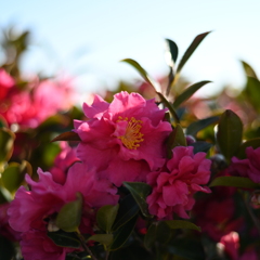 山茶花