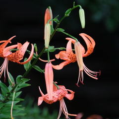 ふれあいの森 ふれあいの森