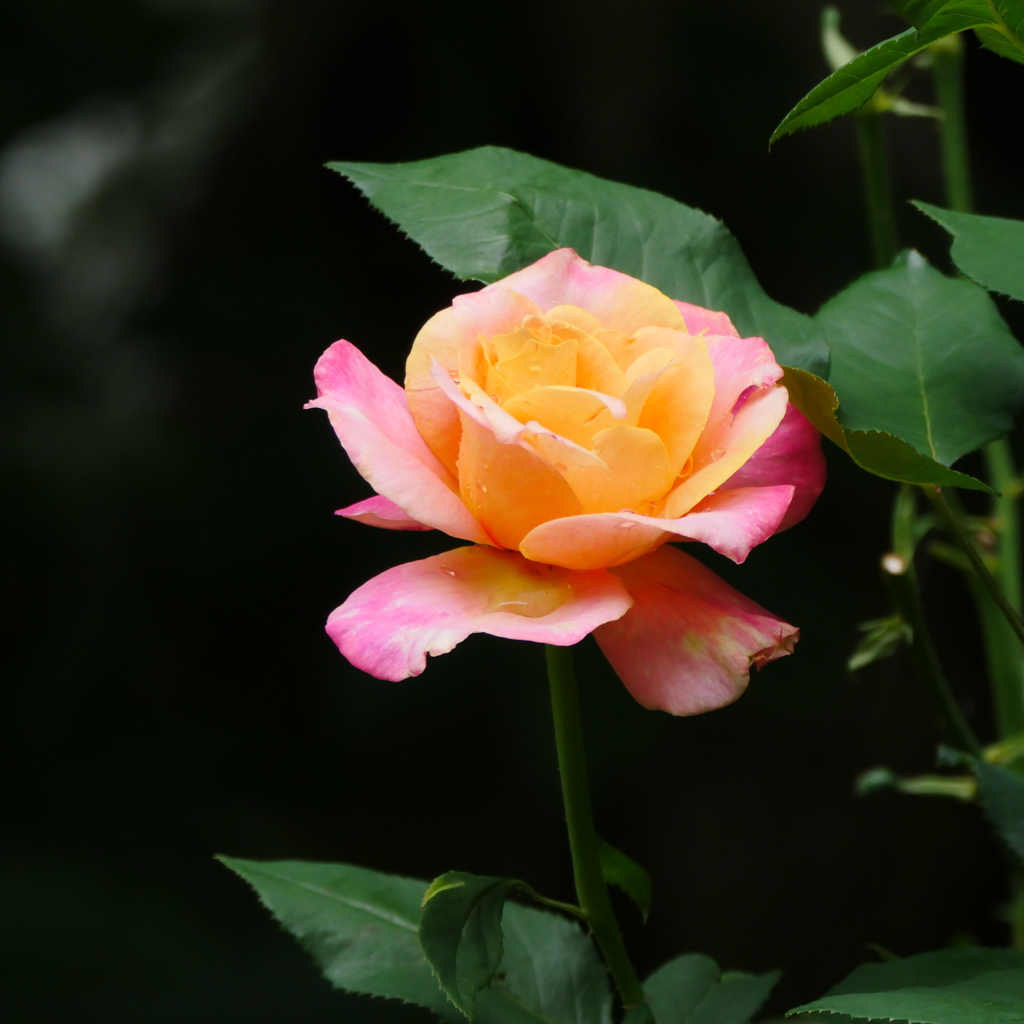 薔薇