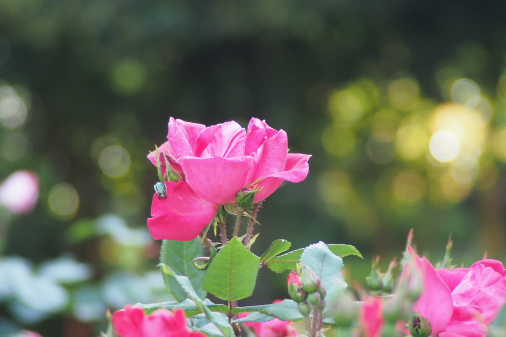 薔薇