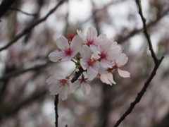 ふれあいの森