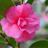 山茶花