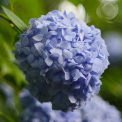 紫陽花