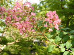 半六庭園 半六庭園