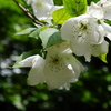 ふれあいの森