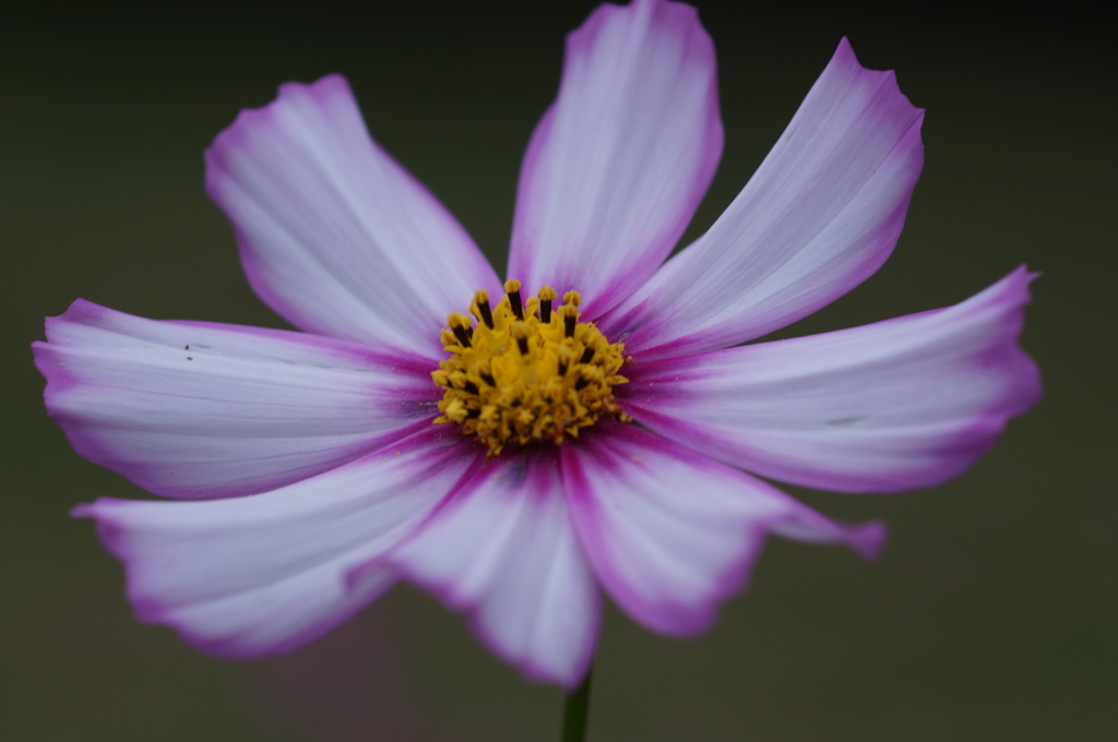 秋桜