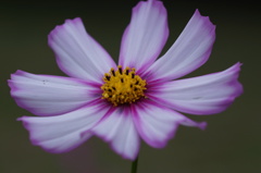 秋桜