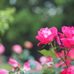 薔薇